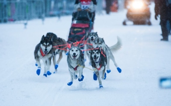 The Megève dog sledding contest in full swing