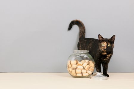 Pour votre confort et celui de votre chat, pensez au distributeur de croquettes chat